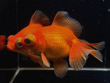 Red Butterfly Tail Goldfish - 4-4.5" - Aqua Huna