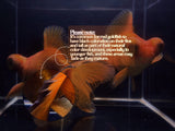 Red Butterfly Tail Goldfish - 4 - 4.5" - Aqua Huna