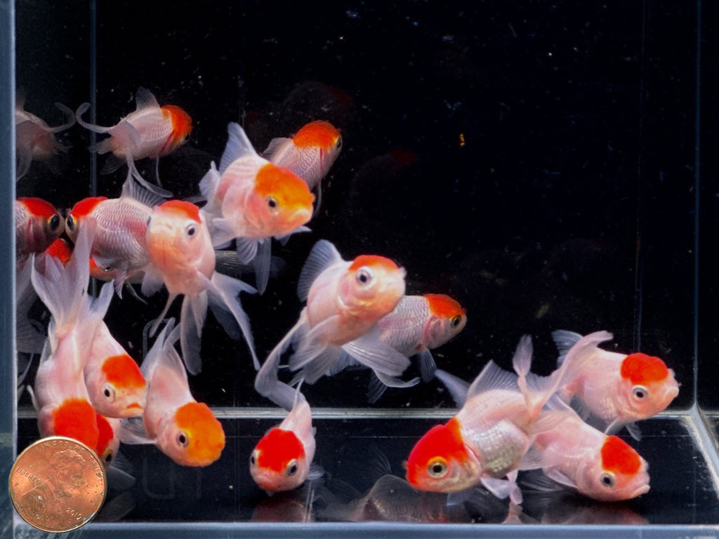 Redcap Oranda Fish Red Cap Oranda Goldfish (2-2.5
