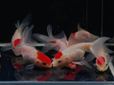Red Cap Oranda Goldfish - 3" - Aqua Huna