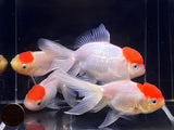 Red Cap Oranda Goldfish - 3.75" - Aqua Huna