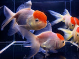 Red Cap Oranda Goldfish - 3.75" - Aqua Huna