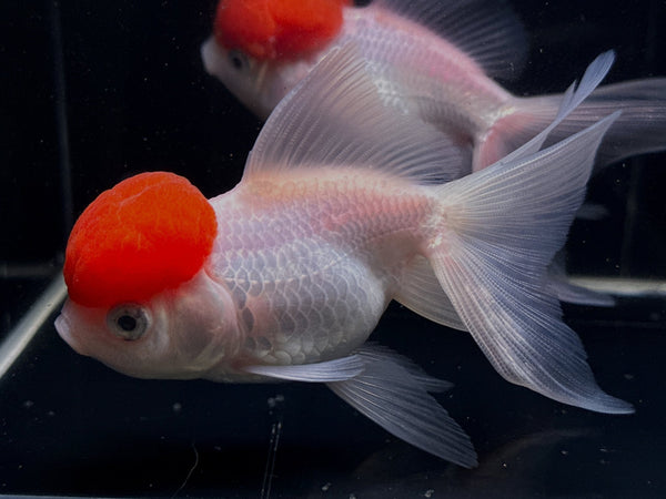 Red Cap Oranda Goldfish - 4-4.5" - Aqua Huna