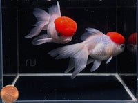 Red Cap Oranda Goldfish - 4-4.5" - Aqua Huna