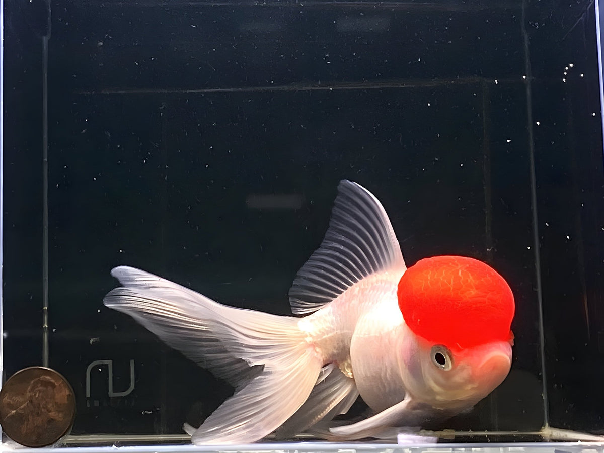 Red Cap Oranda Goldfish (5