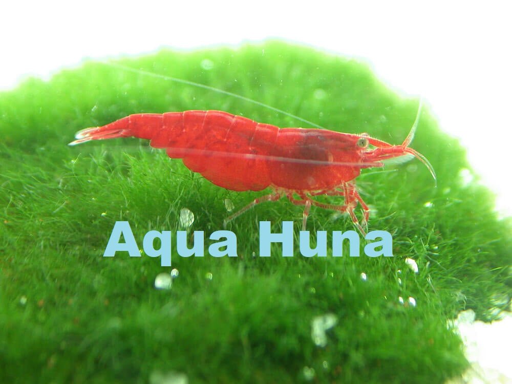Red Cherry Shrimp (Grade A) - Aqua Huna