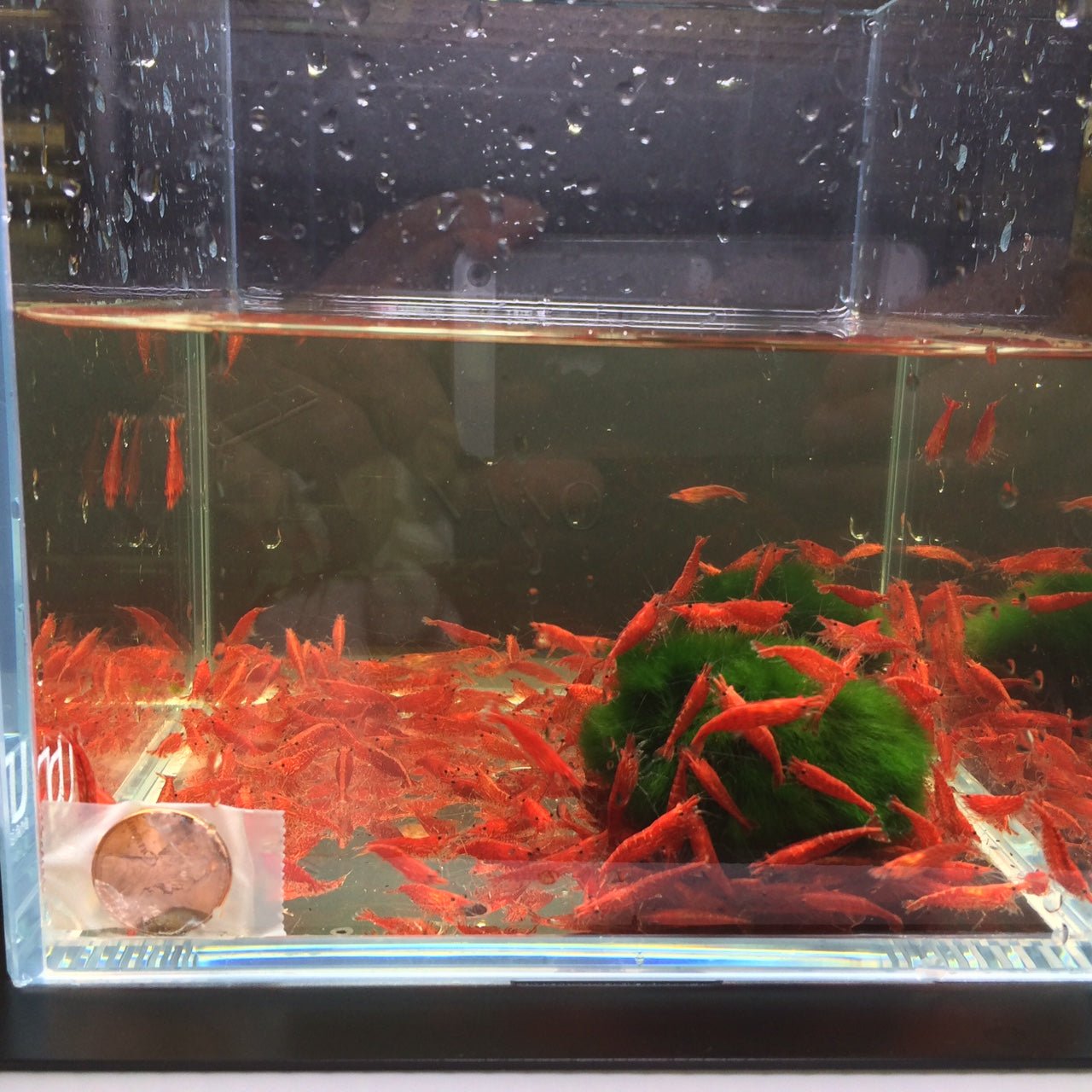 Red Cherry Shrimp (Grade A) - Aqua Huna