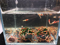 Red Crystal Shrimp (Grade S) - Aqua Huna