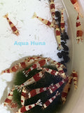 Red Crystal Shrimp (Grade S) - Aqua Huna