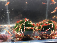 Red Crystal Shrimp (Grade S) - Aqua Huna