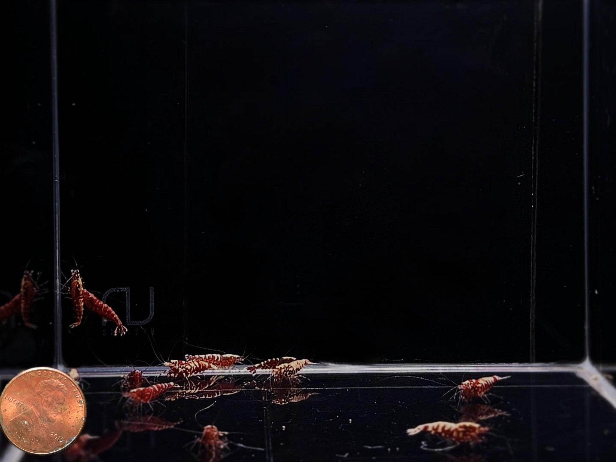 Red Galaxy Shrimp Mix - Aqua Huna