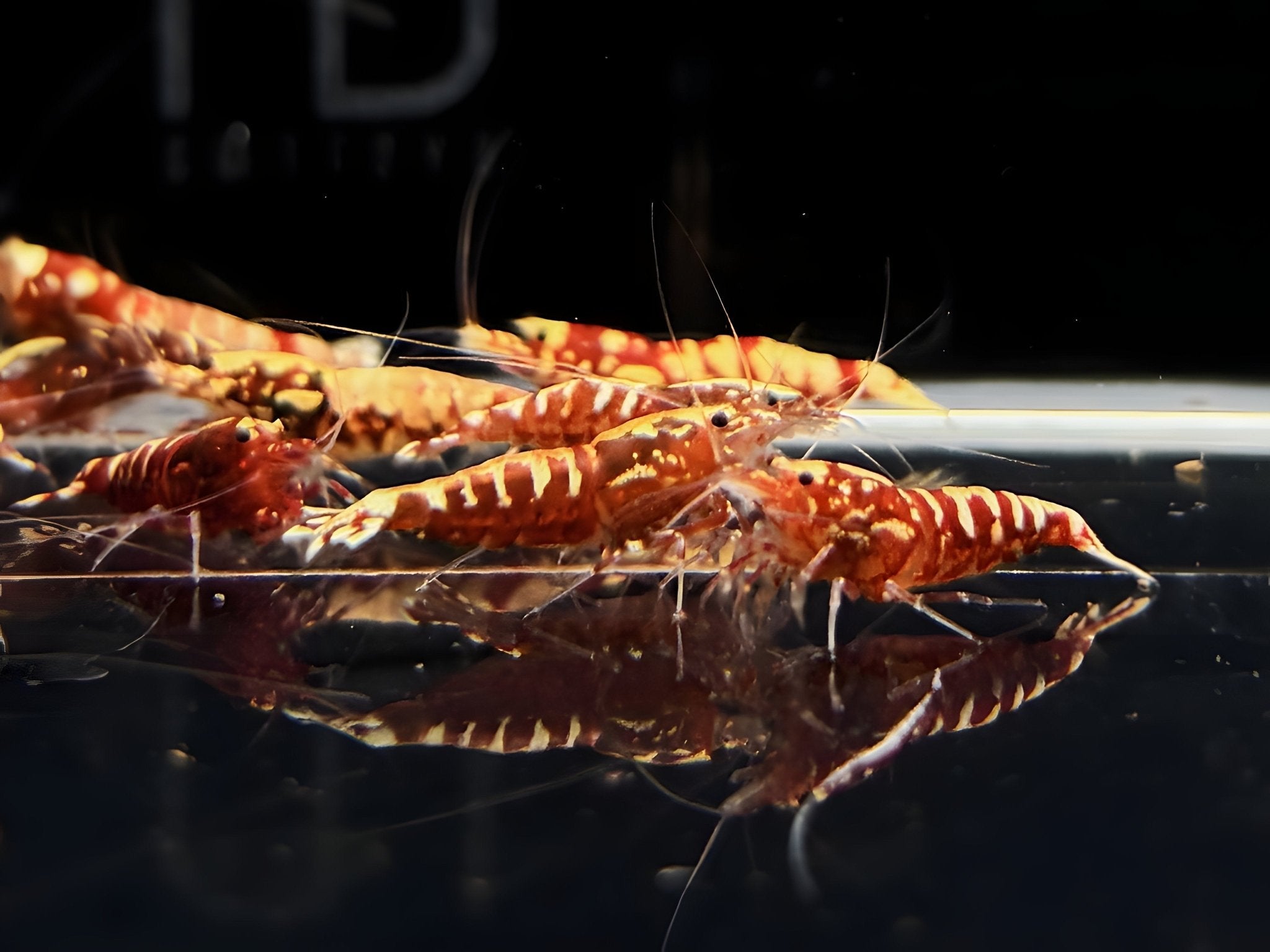 Red Galaxy Shrimp Mix - Aqua Huna