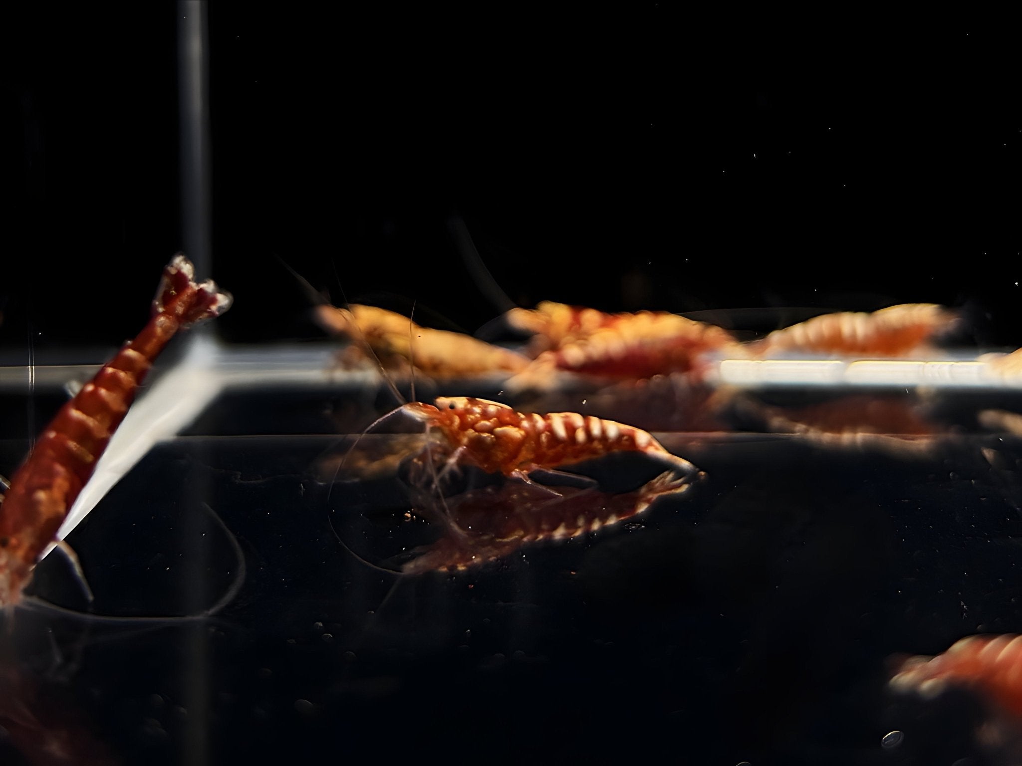 Red Galaxy Shrimp Mix - Aqua Huna