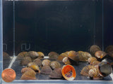 Red Lip Nerite Snail - Aqua Huna