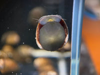 Red Lip Nerite Snail - Aqua Huna