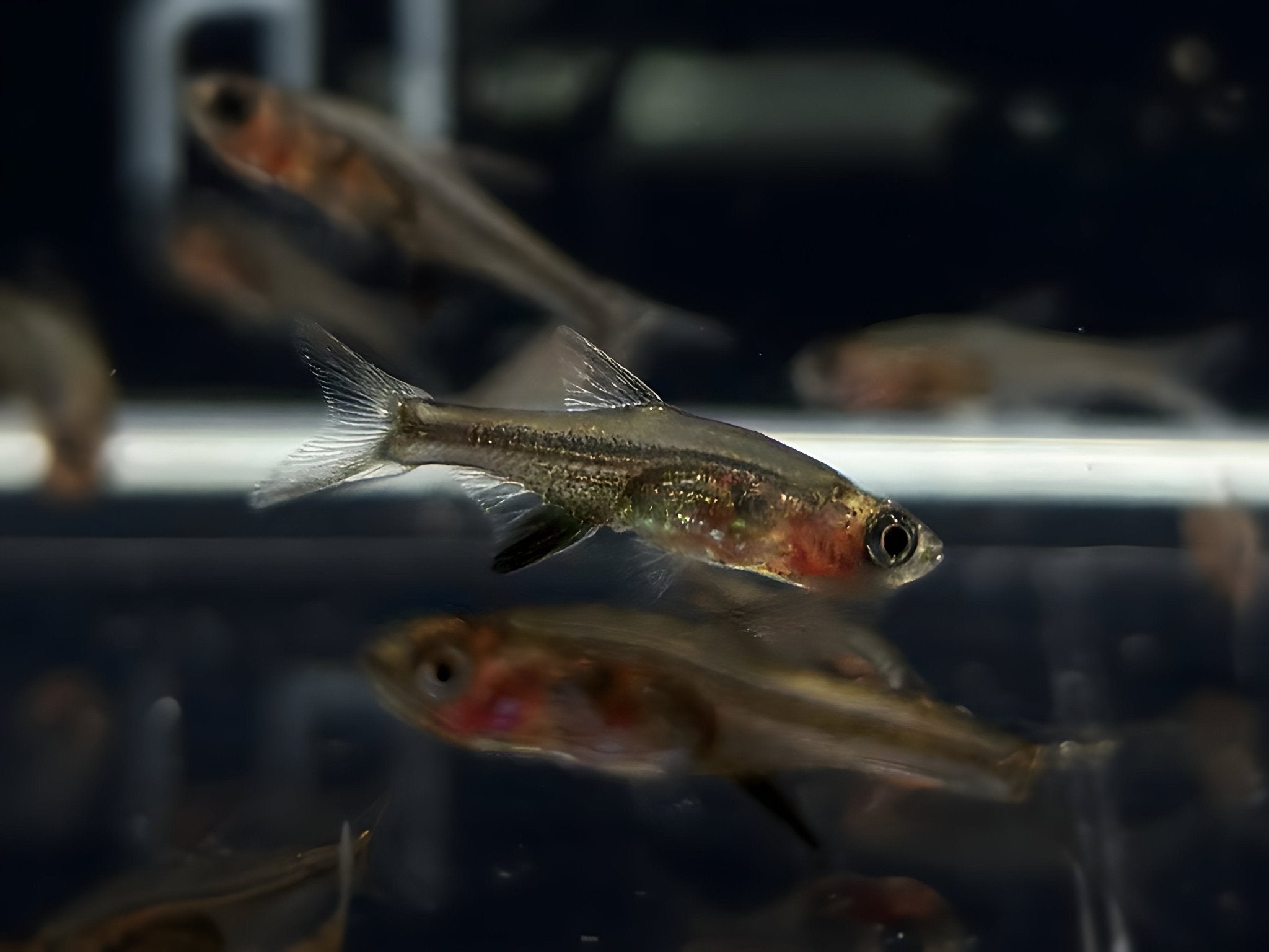 Red Neon Rasbora - Aqua Huna