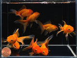 Red Oranda Goldfish - 2-2.5" - Aqua Huna