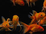 Red Oranda Goldfish - 2-2.5" - Aqua Huna
