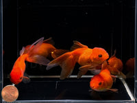 Red Oranda Goldfish - 3" - Aqua Huna