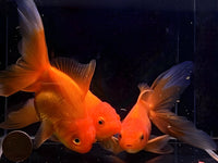 Red Oranda Goldfish - 3.75" - Aqua Huna