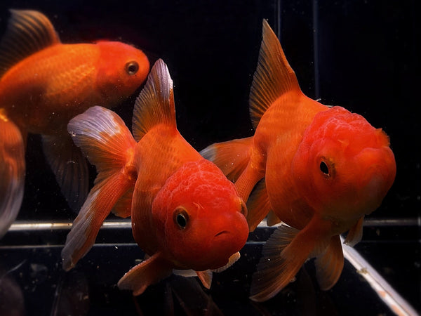 Red Oranda Goldfish - 3.75" - Aqua Huna