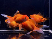 Red Pearlscale Goldfish (2 - 2.5") - Aqua Huna