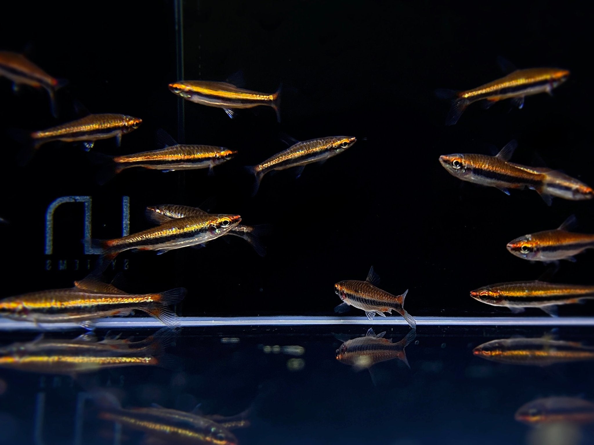 Red Shining Pencilfish - Vibrant Freshwater Fish for Sale