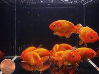 Red Ranchu Goldfish - 2 - 2.5" - Aqua Huna