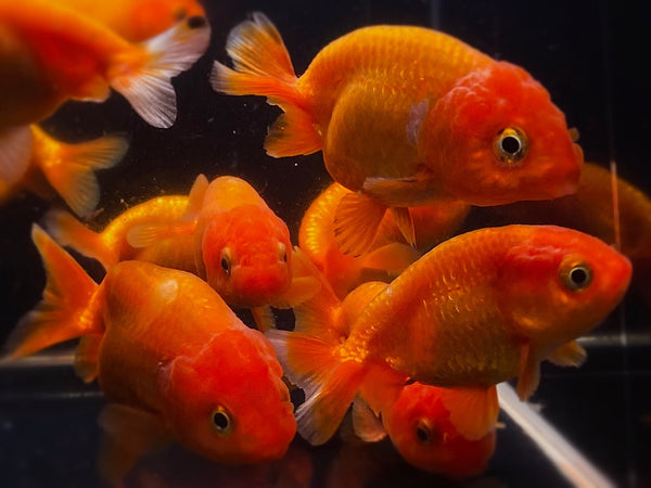 Red Ranchu Goldfish - 2 - 2.5" - Aqua Huna