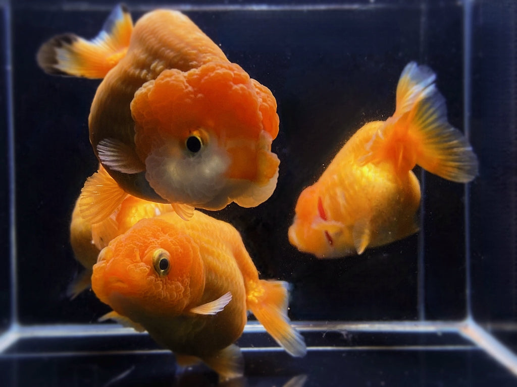 Red Ranchu Goldfish (3