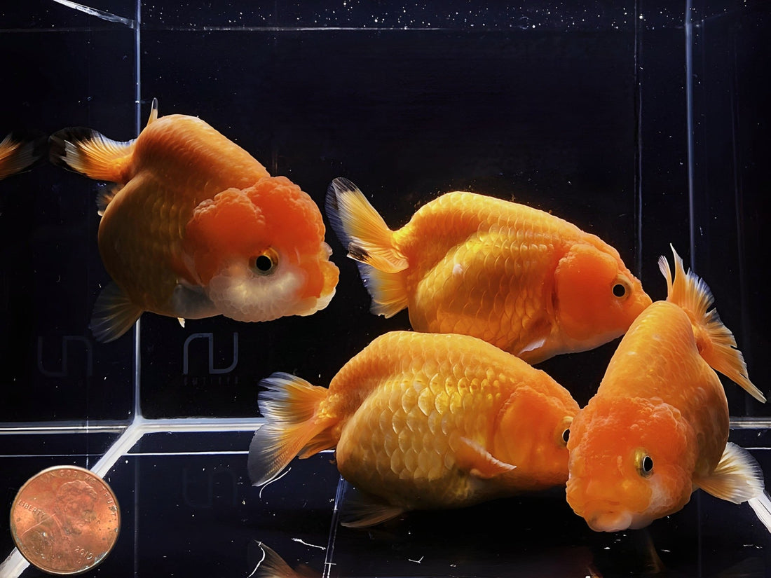 Red Ranchu Goldfish (3