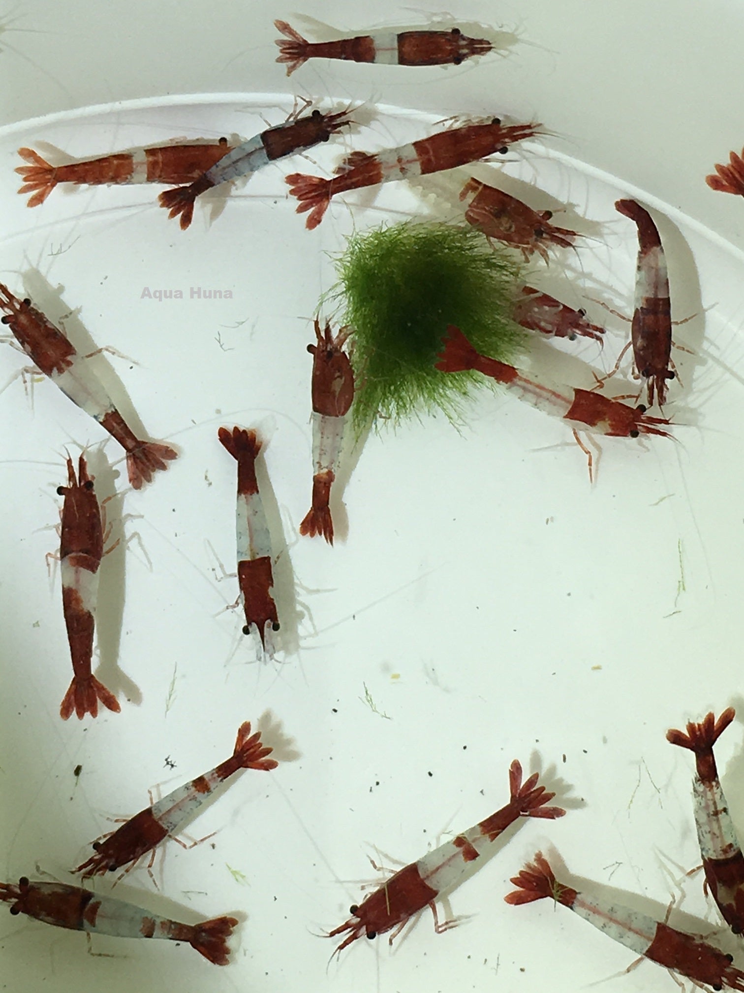 Red Rili Shrimp - Aqua Huna