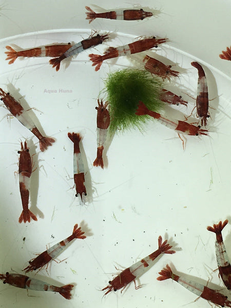 Red Ril Red Rili Shrimp - Vibrant Freshwater Shrimps for Sale – Aqua Huna