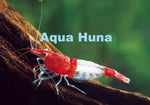 Red Rili Shrimp - Aqua Huna