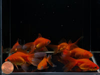 Red Ryukin Goldfish - 2-2.5" - Aqua Huna