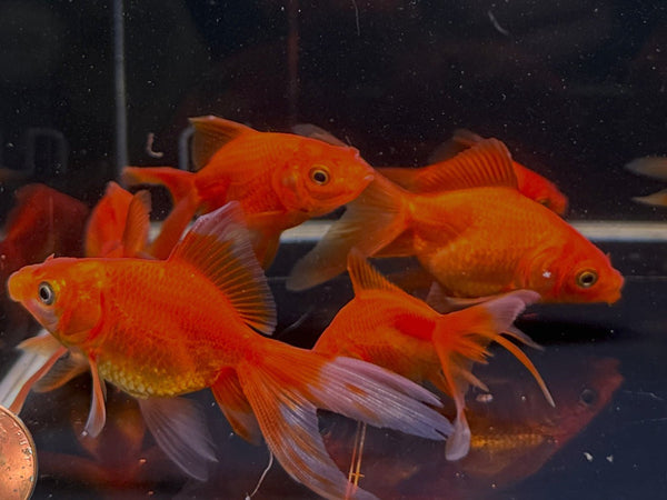 Red Ryukin Goldfish - 2-2.5" - Aqua Huna