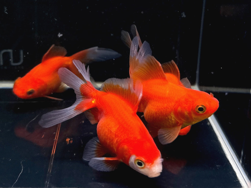 Red Ryukin Goldfish (3