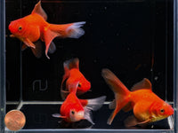 Red Ryukin Goldfish - 3" - Aqua Huna