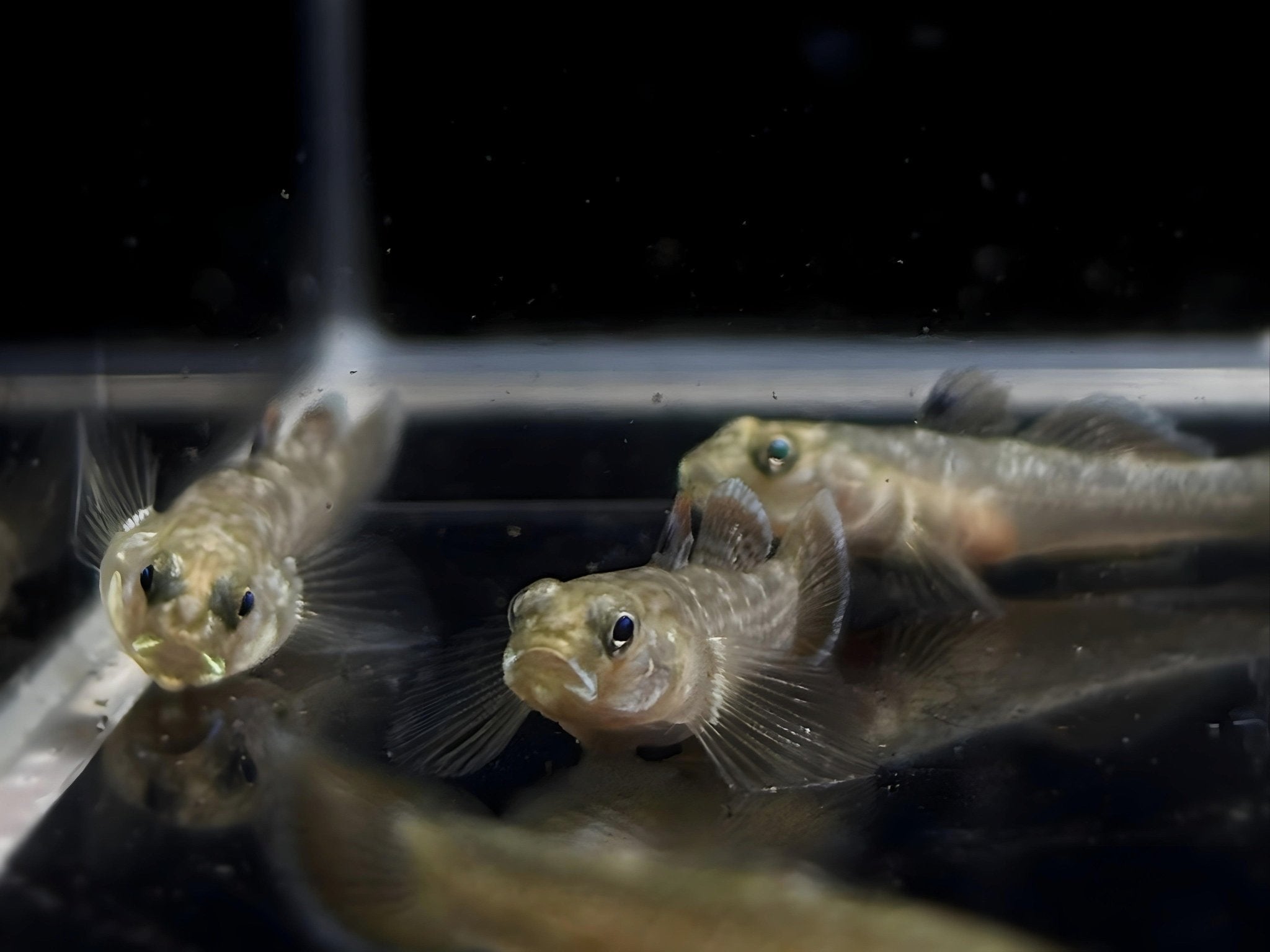 Red Spotted Goby - Aqua Huna