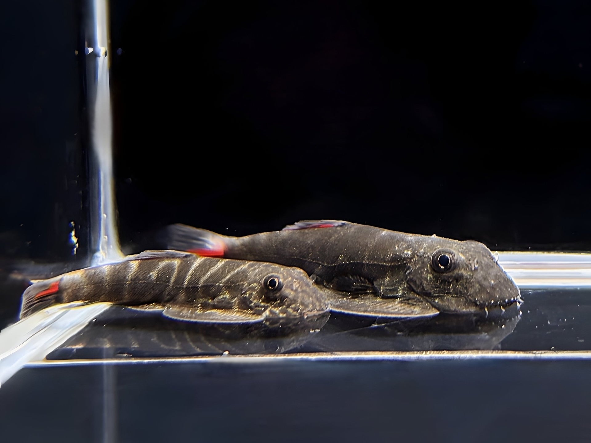 Hillstream Loach | Red Tail