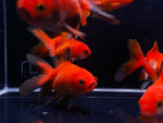 Red Thailand Oranda Goldfish - 2 - 2.5" - Aqua Huna