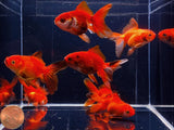 Red Thailand Oranda Goldfish - 2 - 2.5" - Aqua Huna