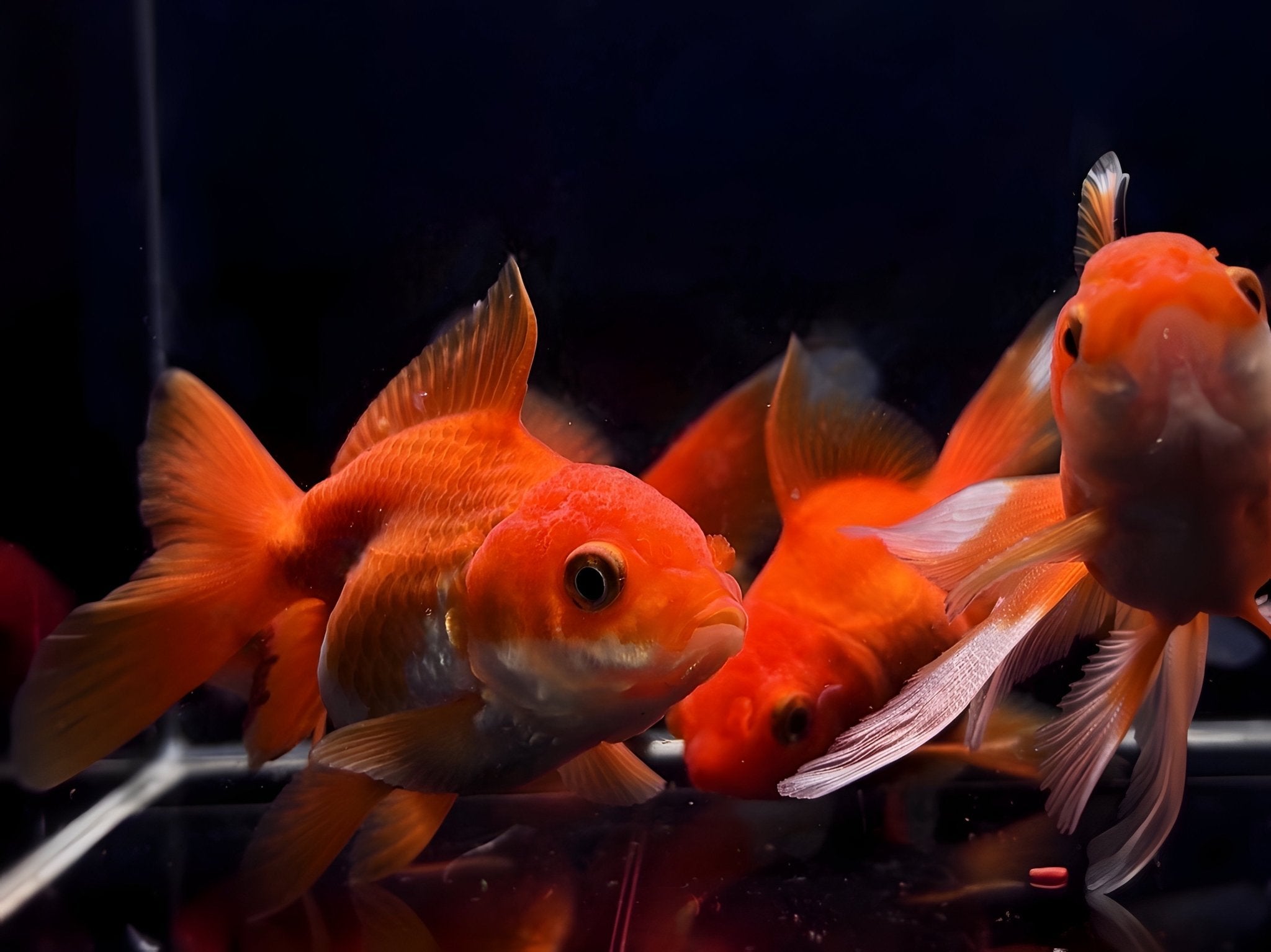 Red Thailand Oranda Goldfish - 2.75" - 3.25" - Aqua Huna