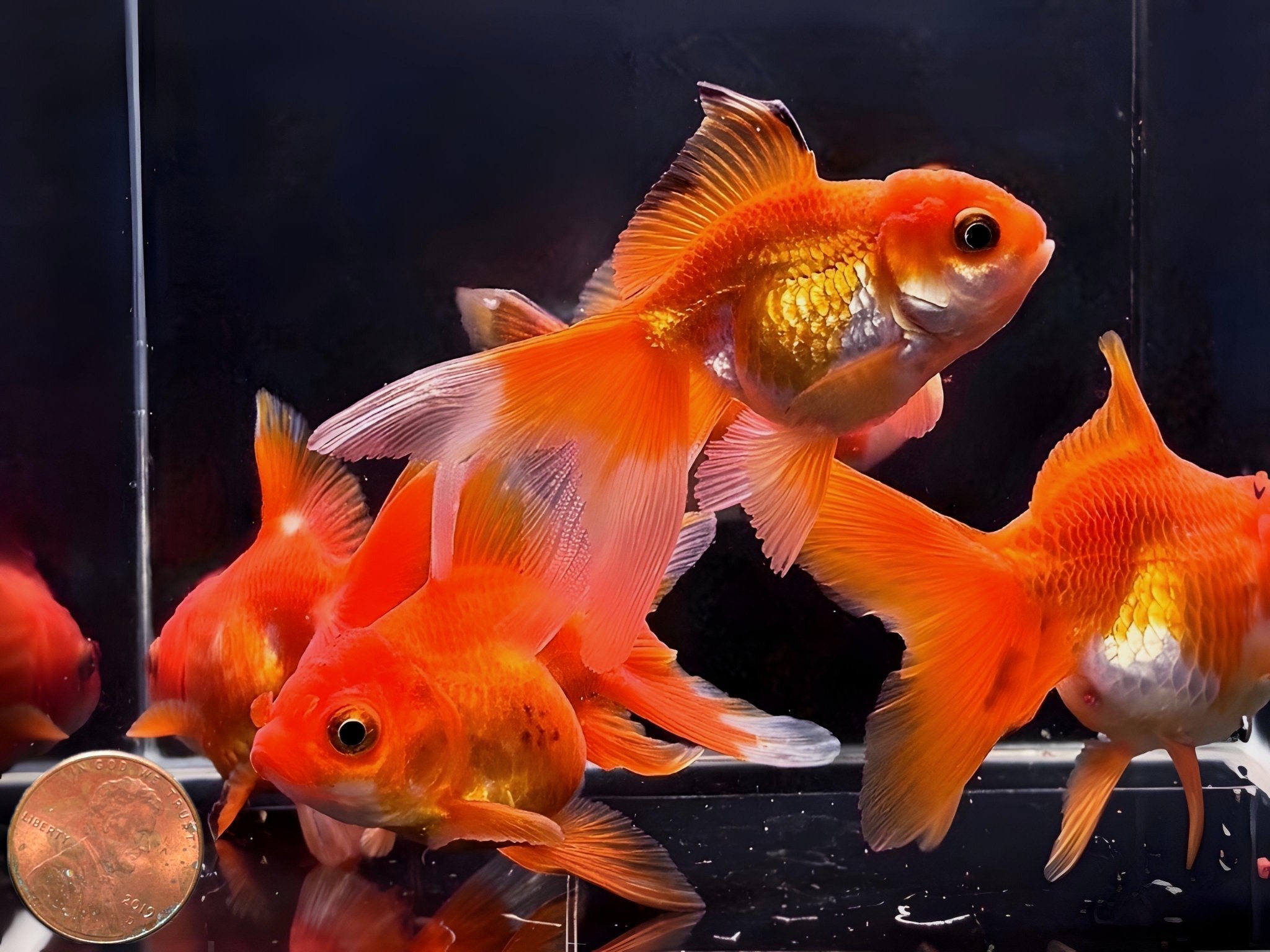 Red Thailand Oranda Goldfish - 2.75" - 3.25" - Aqua Huna
