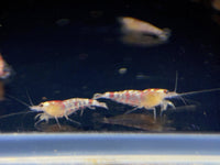 Red Tiger Shrimp - Aqua Huna
