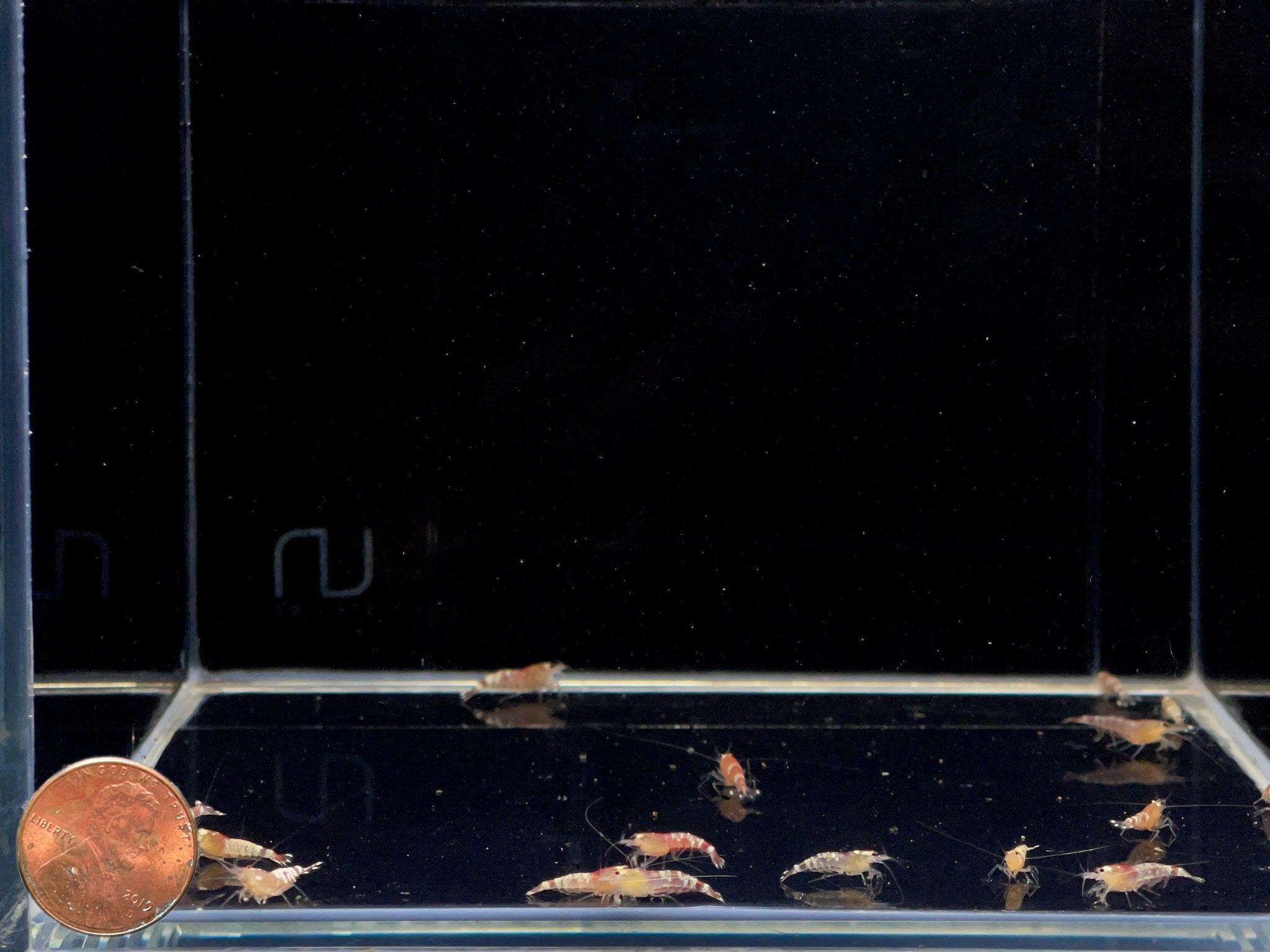 Red Tiger Shrimp - Aqua Huna