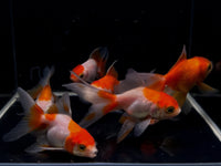 Red & White Oranda Goldfish - 2-2.5" - Aqua Huna