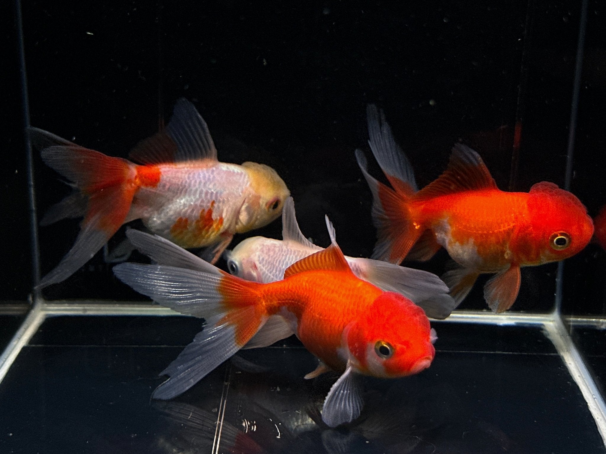 Red White Oranda Goldfish 3 Elegant Dual Toned Beauty Aqua Huna