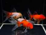 Red & White Oranda Goldfish - 3" - Aqua Huna