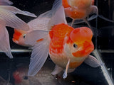 Red & White Pearlscale Oranda Goldfish - 3.5" - Aqua Huna